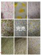 画像3: 202504生地サンプル (3)
